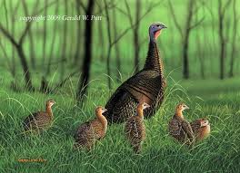 Image result for baby turkey