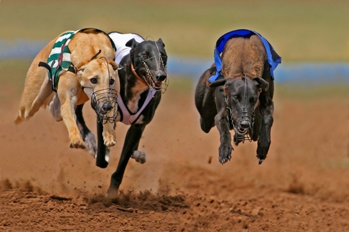 Which Countries Have Greyhound Racing